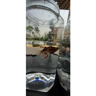 CUPANG KOI Black white Red