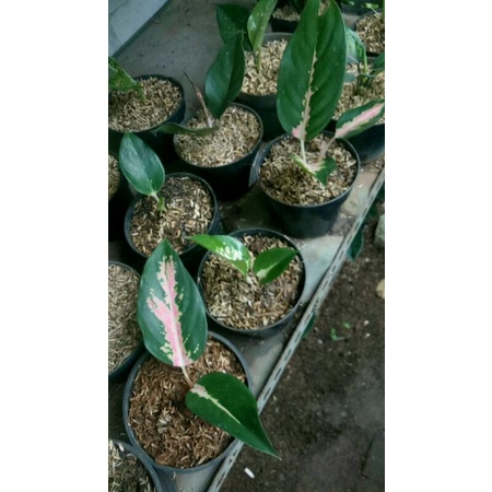 Promo paket 3 jenis aglonema murah-aglonema 3 jenis paket promo-Paket Hemat Promo 3 jenis Aglonema