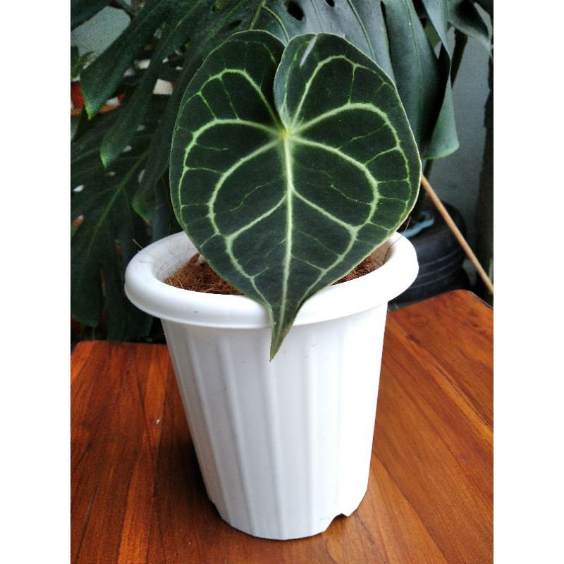ANTHURIUM CLARINERVIUM ORIGINAL size REMAJA / kuping gajah trantula pagoda " free pot yogap"
