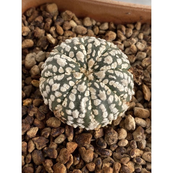 astrophytum super kabuto kaktus