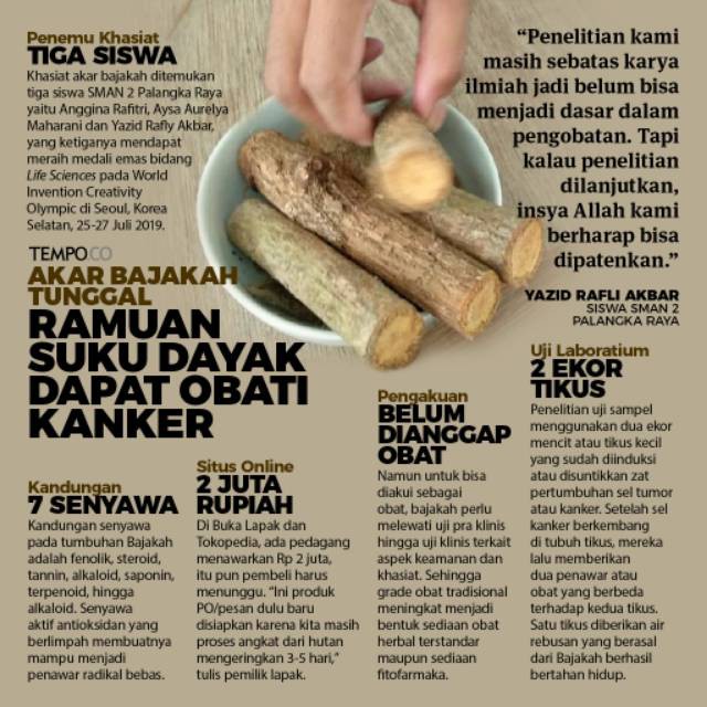 [100% Asli] Akar Bajakan asli kalimantan bisa menyembuhkan segala macam penyakit