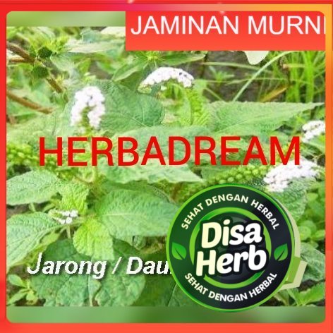 

DAUN SENGKETAN SANGKETAN BUBUK 100 GRAM - Heliotropium Indicum - MURNI - JSR - REMPAH