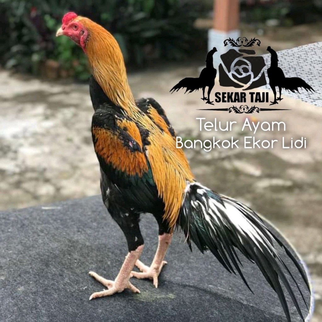 ayam bangkok ekor lidi telor asli dari peternak sekartaji