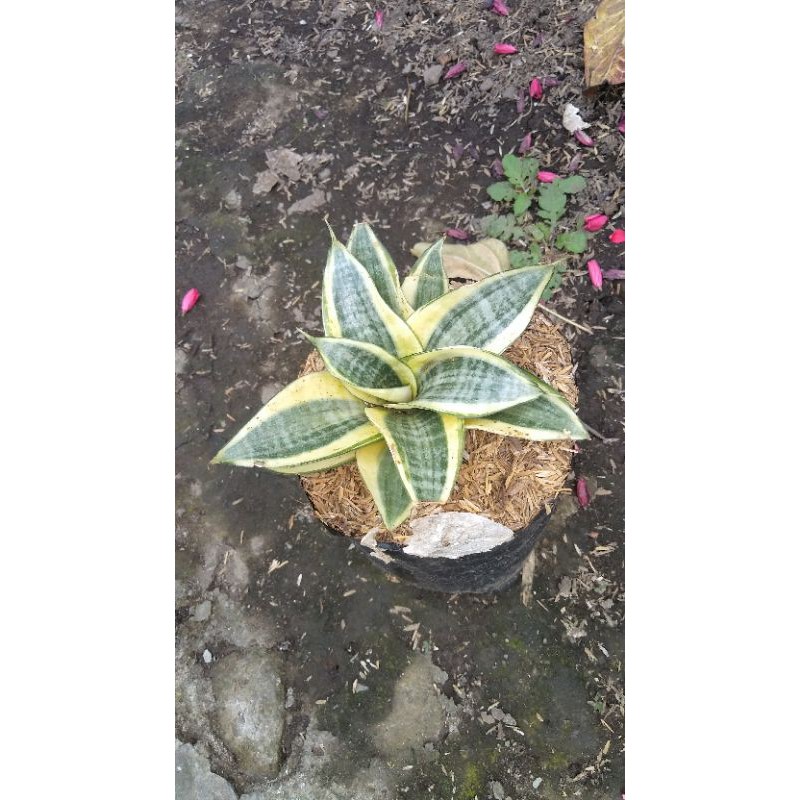 

sansifera golden haini