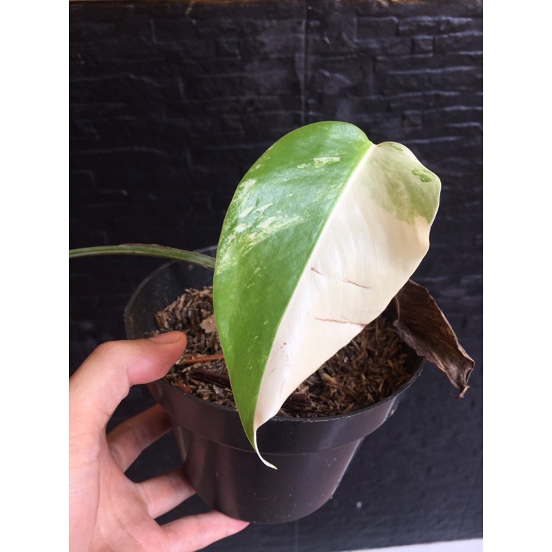 monstera variegata halfmoon