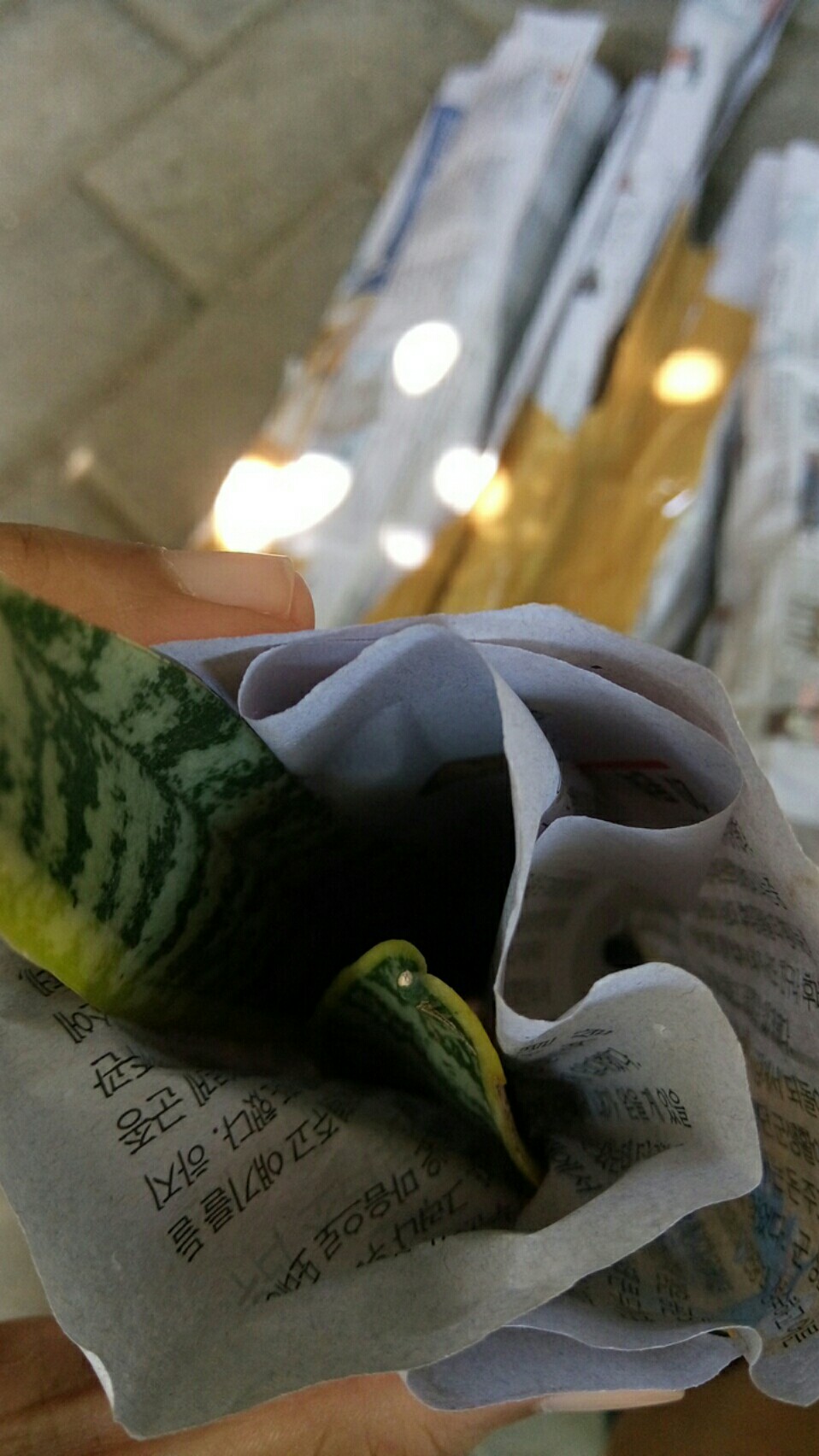 Tanaman Hias Lidah Mertua