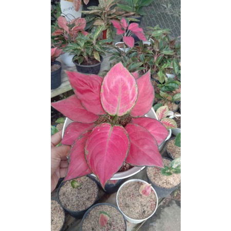 Aglonema Red Anjani