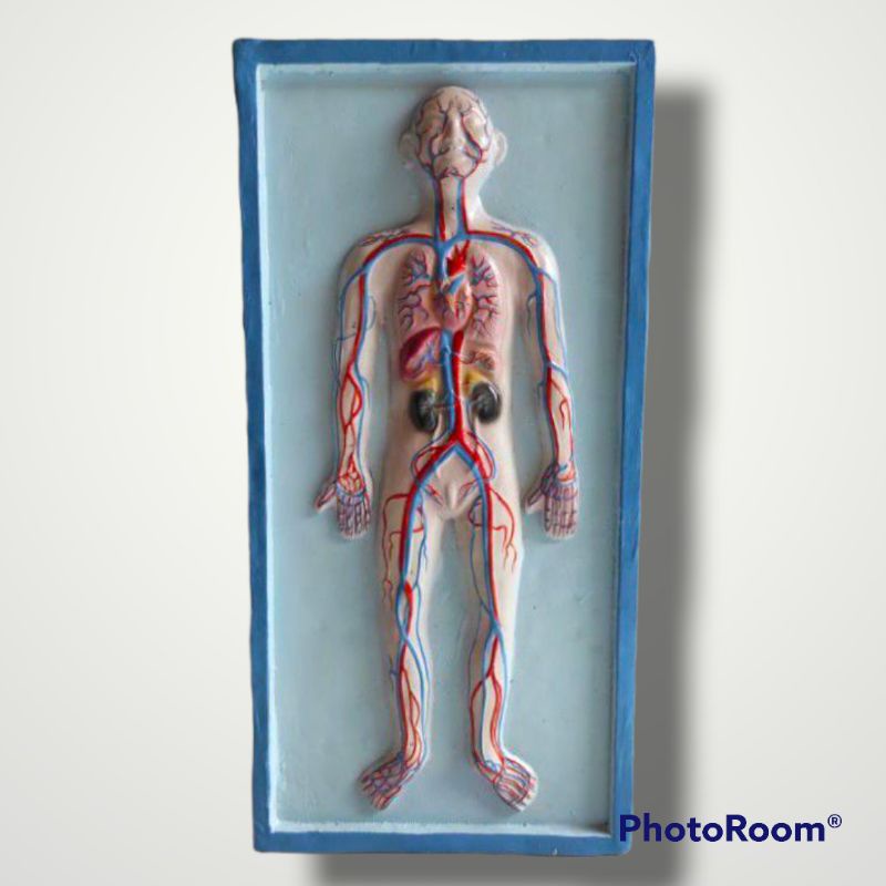 

penampang Peredaran darah luar alat peraga pendidikan