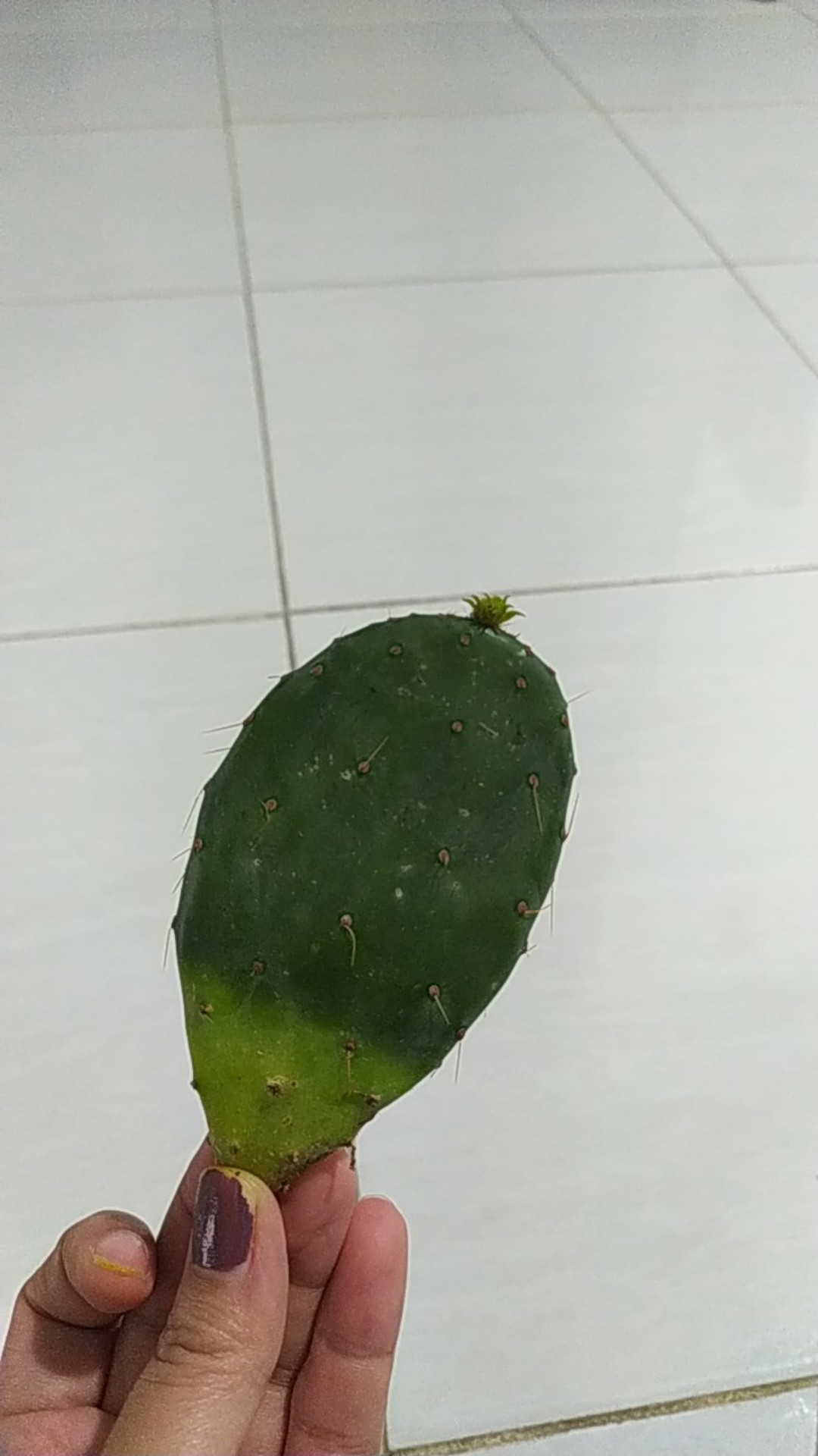 Sukulen Dan Kaktus Mini (kaktus Centong Biru / Opuntia Robusta)