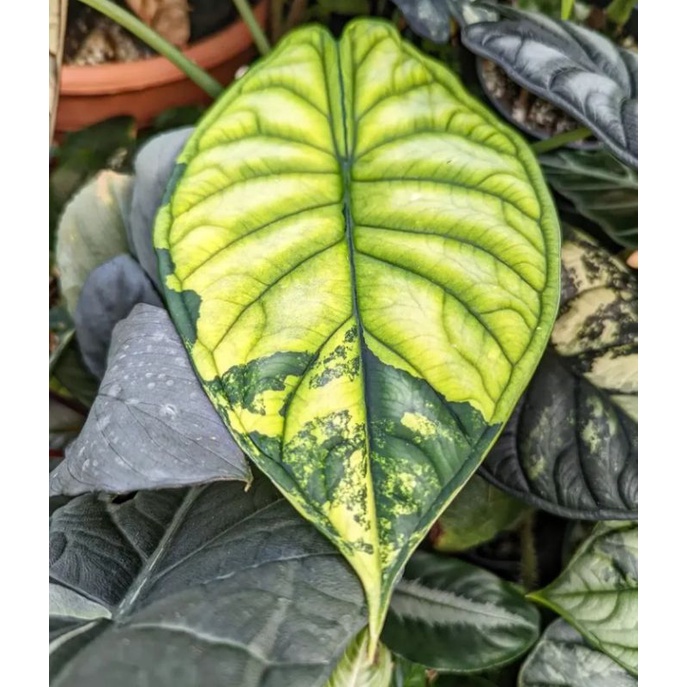 2pcs alokasia dragon scale Varigata garansi original