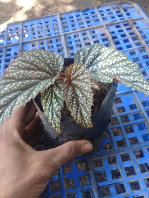 promo Begonia..siver