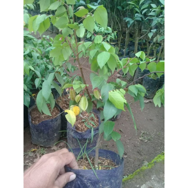 Bibit Belimbing Madu