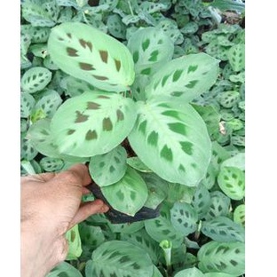 calatea levonerow - tanaman hias calatea - calatea