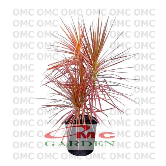 Bonsai Bonsae Dracaena Marginata Tree Tricolor Tri Color Merah 002