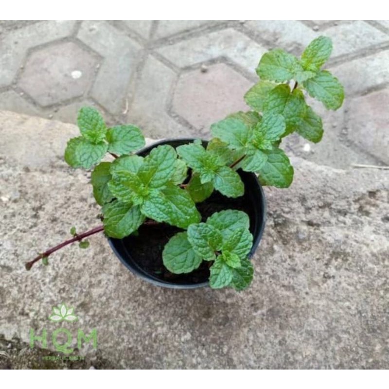 BIBIT TANAMAN DAUN MINT PEPPERMINT PERBATANG  DAUN MINT HERBAL