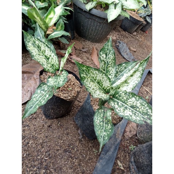 aglonema Siam paragon