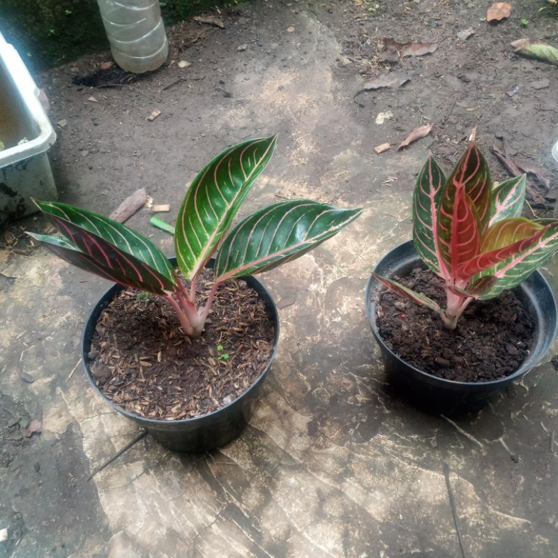 pride of sumatra