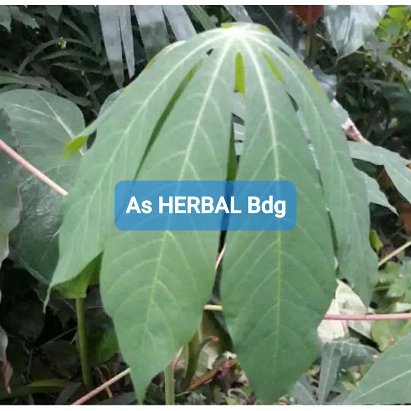 

Daun Singkong muda segar Fresh langsung petik 500 gram-az