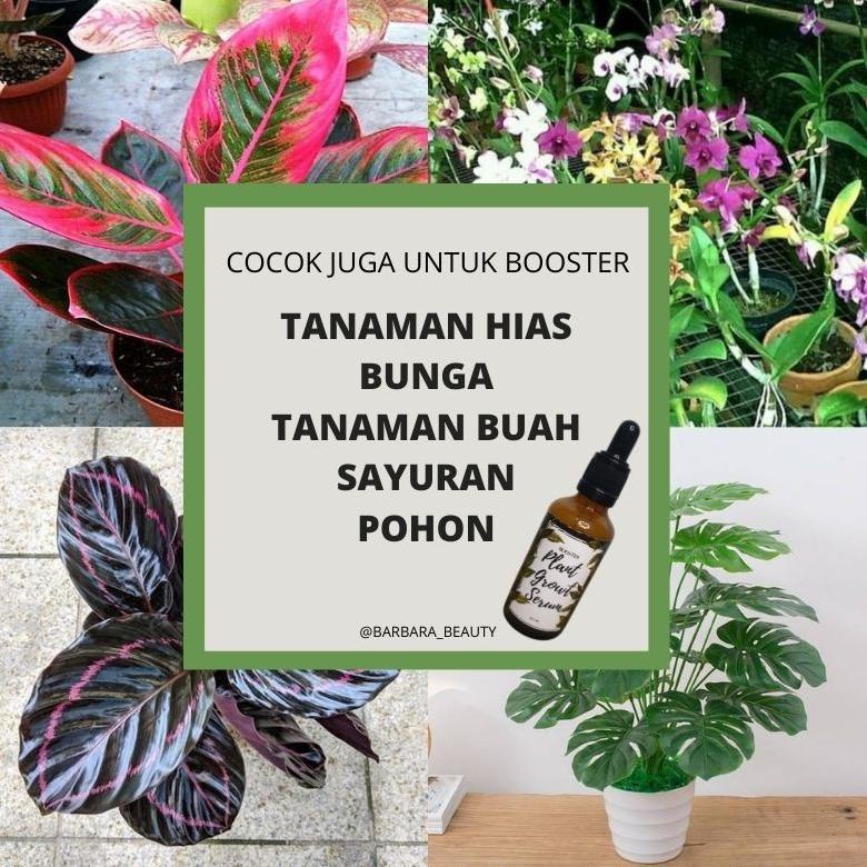 ➼g7 Terbaru Serum Tanaman Hias Lebih Ampuh dari Albero Aglonema Alami Organik Pupuk Cair Plant Growt