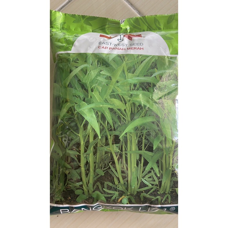 Bibit Kangkung panah merah BANGKOK