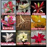 PROMO PAKET 8 BIBIT BONGGOL AGLONEMA