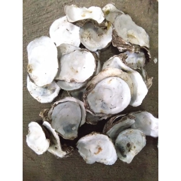 

media filter oyster sell 1kg size jumbo