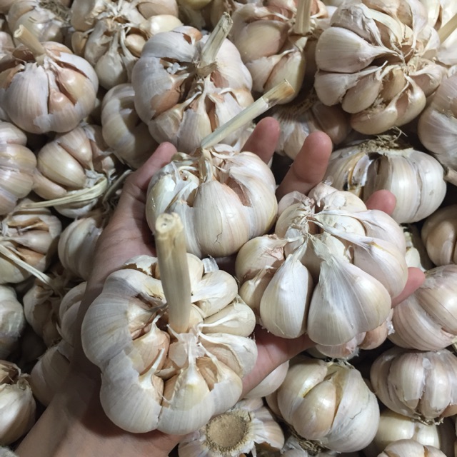 

Bawang Putih Sico 1 Kg