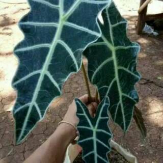 Tanaman Hias Keladi Merah Langka - Caladium SP Hias Daun ...