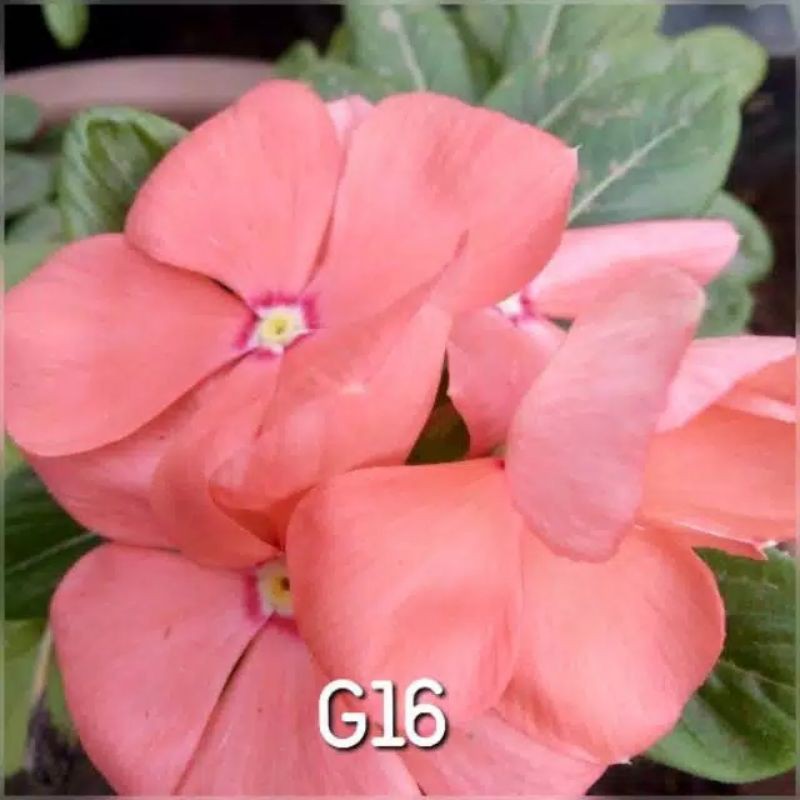 Menjual Benih Bunga Vinca Gantung G16