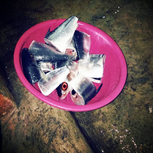 

Ikan Bandeng hasil nanggok
