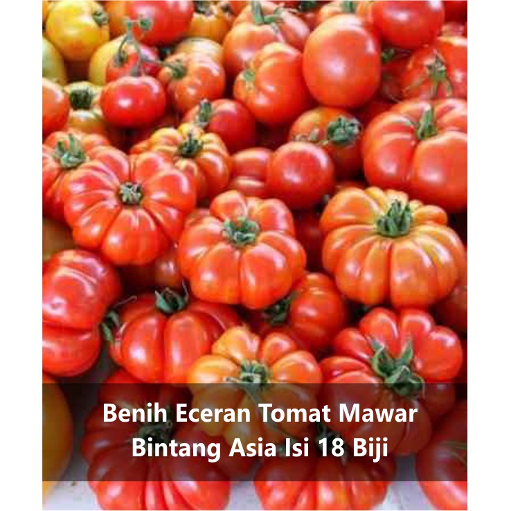Benih Eceran Tomat Mawar / Tomat Belimbing Bintang Asia