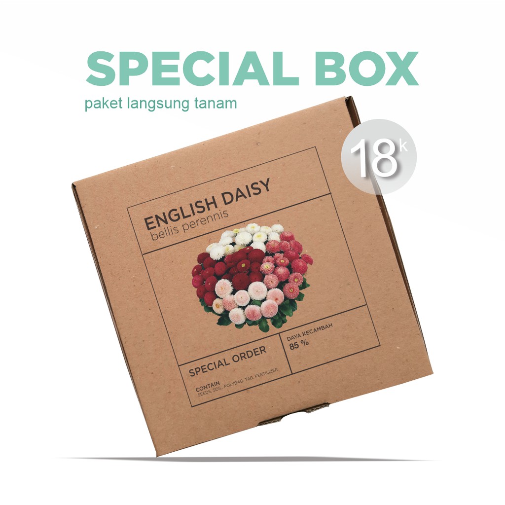 Paket Langsung Tanam - Gardening Kit - SPECIAL BOX - Benih Bunga English Daisy Flower Seeds