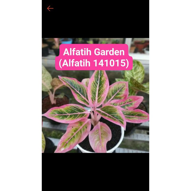 tanaman hias aglonema lotus delight-AGLONEMA LOTUS DELIGHT-Aglonema Lotus-PROMO LOTUS