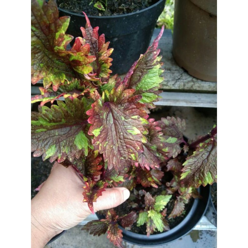 miana#lokal#premium#super#