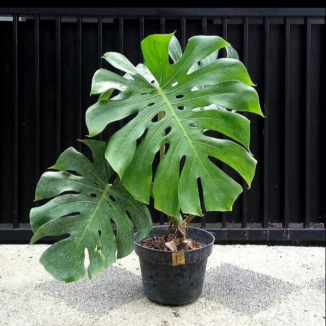 TANAMAN HIAS MONSTERA KING/MONSTERA KING