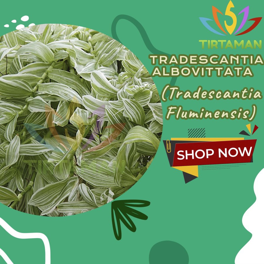tradescantia fluminensis albovittata