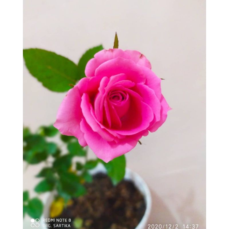 BUNGA ROSE MAWAR SUPER GRADE (WARNA PINK) | TERMURAH