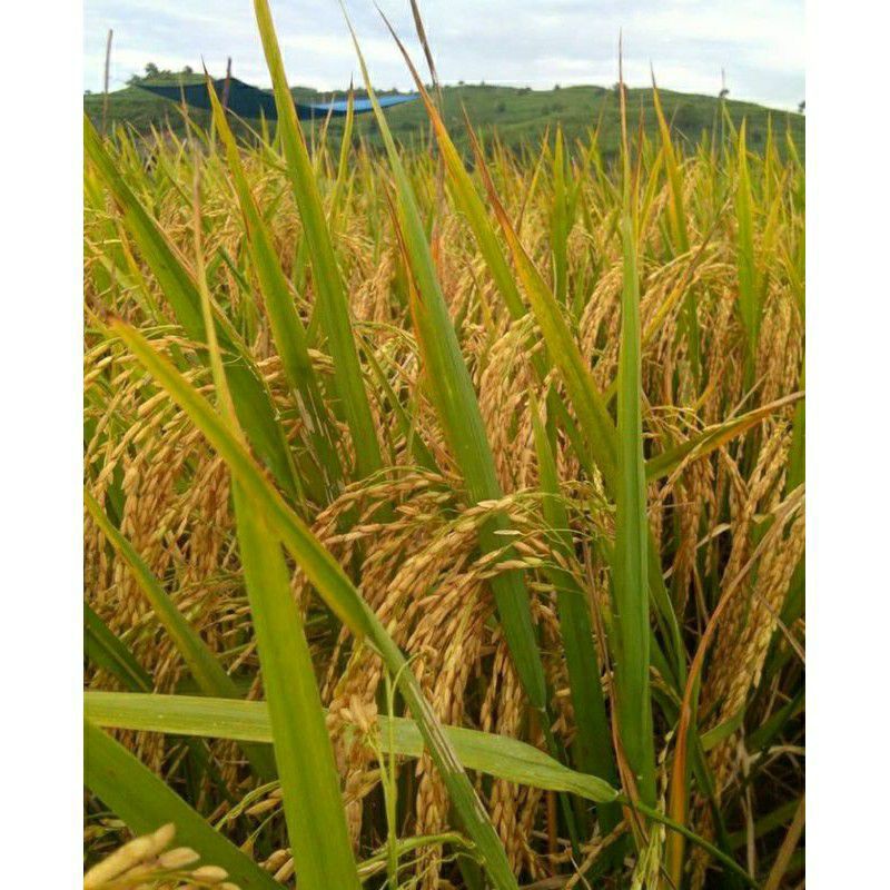 BENIH PADI SRIKANDI 5 KG