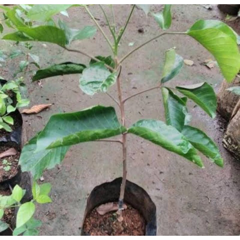 Bibit pohon buah kecapi/Tanaman buah kecapi