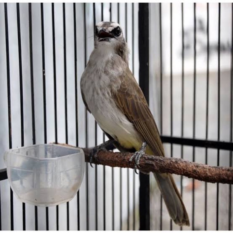 burung trucuk kebo Jatim bodi big original