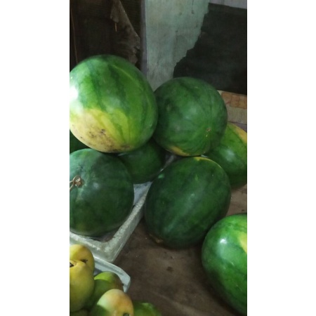 

Buah Semangka Merah Non Biji
