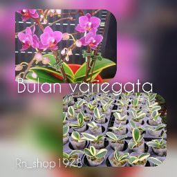 anggrek bulan variegata pradewasa