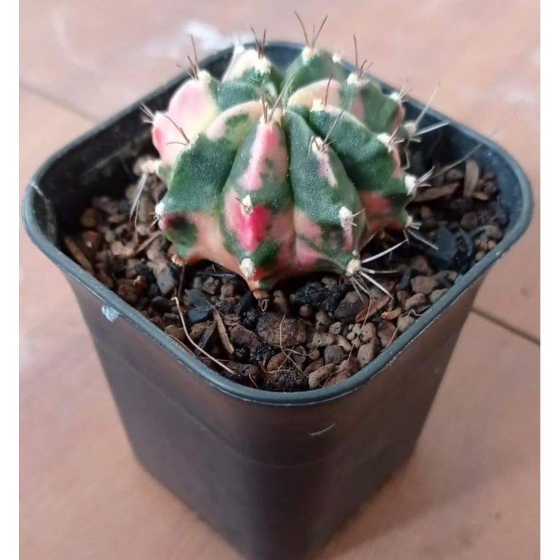 Kaktus Pink Diamond hybrid