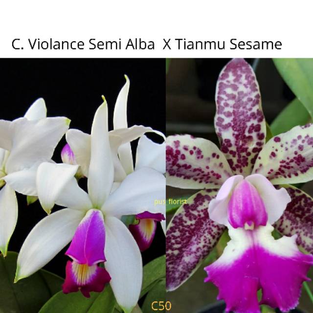 Cattleya Violance semi alba x Tianmu sesame