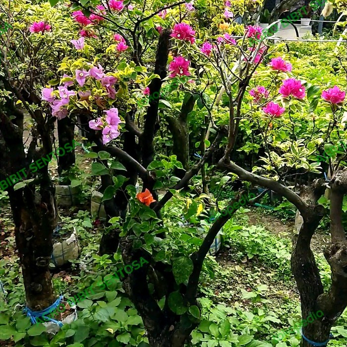 bonsai tanaman bunga bougenville ungu 3-4 warna batang besar