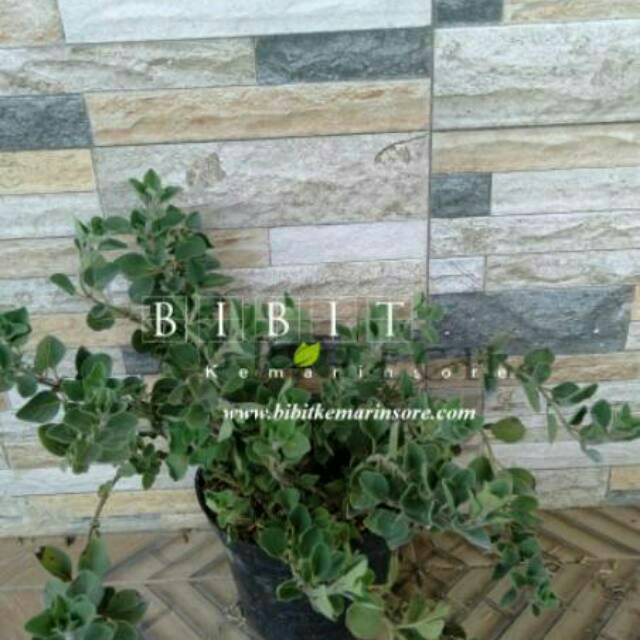 Bibit Tanaman Herbal Oregano Tanaman Oregano untuk Bumbu Dapur Kondisi Rimbun