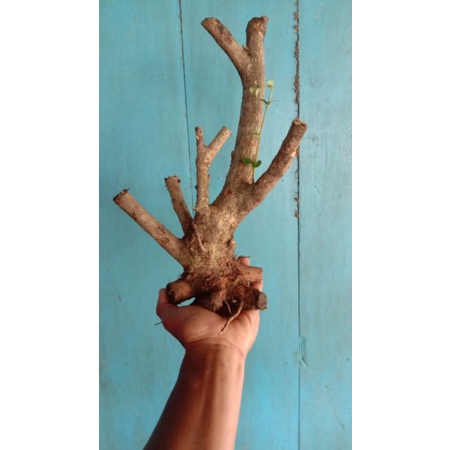 DONGKELAN BONSAI WAHONG LAUT 22K