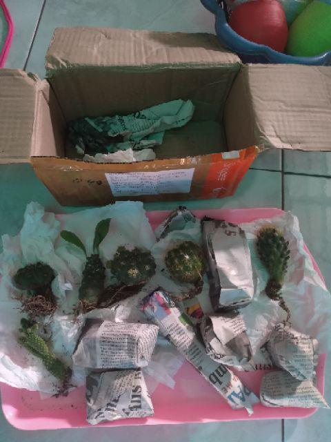 Kaktus Dan Sekulen ( Minimal 30 Packs )