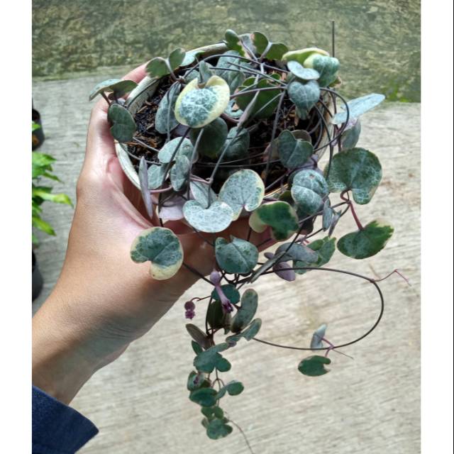 String of heart variegata (super rimbun)
