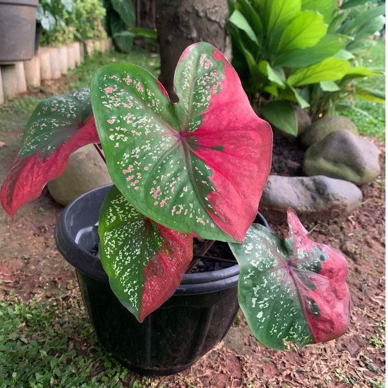 Bunga Keladi Baret Caladium Cantik Murah Berkualitas